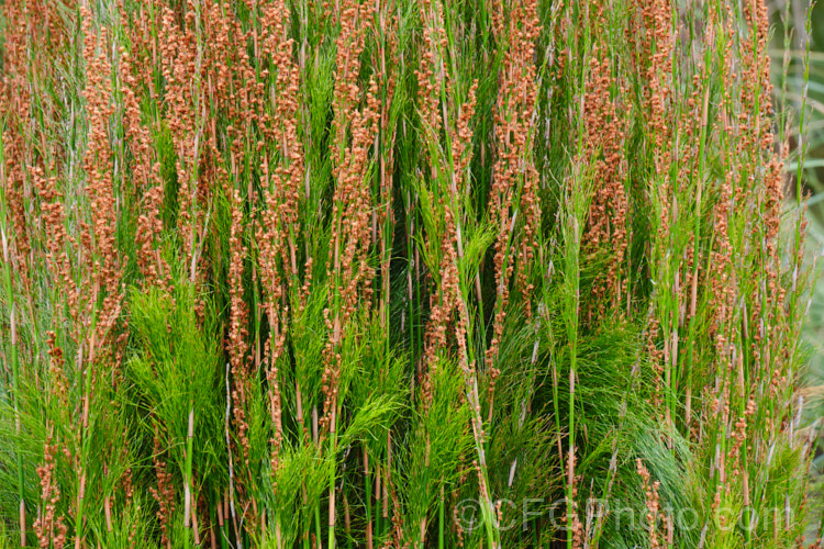 Plume Rush or Australian Reed (<i>Baloskion tetraphyllum</i>), a clumping, 50-160cm tall, rhizomatous perennial native to coastal eastern Australia, where it is found in swampy areas and along river banks from central Queensland to Tasmania. baloskion-2592htm'>Baloskion.