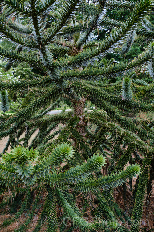 The dense, impenetrable folaige and stems of the Monkey Puzzle (<i>Araucaria araucana</i>), a 30-40m tall conifer native to central Chile and northern Patagonia. It has stiff, sharply pointed triangular leaves and huge cones. Order: Pinales, Family: Araucariaceae