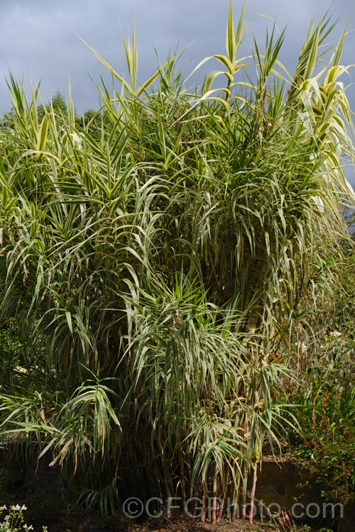 Arundo donax 'Variegata', a 3m tall, cream and green variegated cultivar of the Giant Reed, a Mediterranean grass with stems up to 6m tall While a spectacular plant for a large garden, it can be invasive in a suitable climate. arundo-2368htm'>Arundo. .