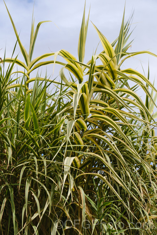 Arundo donax 'Variegata', a 3m tall, cream and green variegated cultivar of the Giant Reed, a Mediterranean grass with stems up to 6m tall While a spectacular plant for a large garden, it can be invasive in a suitable climate. arundo-2368htm'>Arundo. .