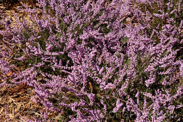 Calluna vulgaris 'Annemarie', a double-flowered cultivar of Scotch heather or ling. It is one of the most popular cultivars and is often used as a cut flower. It was received an Award of Garden. Merit (<i>AGM) from the Royal Horticultural. Society. calluna-2108htm'>Calluna. Order: Ericales, Family: Ericaceae