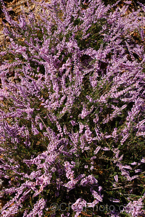 Calluna vulgaris 'Annemarie', a double-flowered cultivar of Scotch heather or ling. It is one of the most popular cultivars and is often used as a cut flower. It was received an Award of Garden. Merit (<i>AGM) from the Royal Horticultural. Society. calluna-2108htm'>Calluna. Order: Ericales, Family: Ericaceae