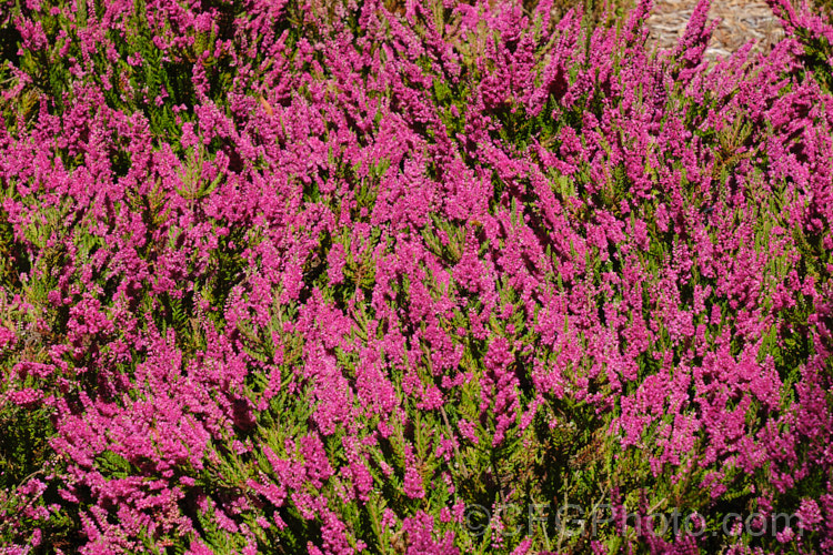 Calluna vulgaris 'Dark Star', one of the many cultivars of Scotch heather or ling, a primarily autumn-flowering shrub found over much of the temperate Northern Hemisphere 'Dark Star' has a low, spreading habit, growing to around 25cm tall x 80cm wide. calluna-2108htm'>Calluna. Order: Ericales, Family: Ericaceae