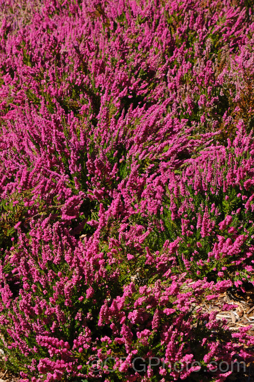 Calluna vulgaris 'Dark Star', one of the many cultivars of Scotch heather or ling, a primarily autumn-flowering shrub found over much of the temperate Northern Hemisphere 'Dark Star' has a low, spreading habit, growing to around 25cm tall x 80cm wide. calluna-2108htm'>Calluna. Order: Ericales, Family: Ericaceae