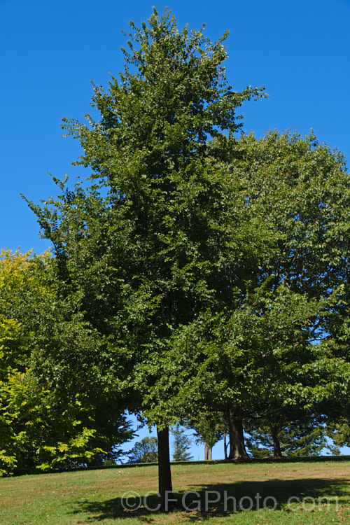 Guernsey. Elm, Jersey. Elm or Wheatley. Elm (<i>Ulmus minor 'Sarniensis' [syn. Ulmus sarniensis]), a cultivar of the Field Elm of Europe that was originally described in 1815 from a specimen from Guernsey, though it has since been found to be quite widespread in western France. It is notable for its columnar habit and can grow to over 25m tall It is late to come into leaf but also late to lose its foliage. Order: Rosales, Family: Ulmaceae