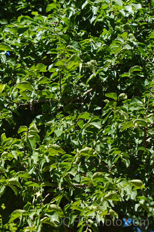 The summer foliage of the Guernsey. Elm, Jersey. Elm or Wheatley. Elm (<i>Ulmus minor 'Sarniensis' [syn. Ulmus sarniensis]), a cultivar of the Field Elm of Europe that was originally described in 1815 from a specimen from Guernsey, though it has since been found to be quite widespread in western France. It is notable for its columnar habit and can grow to over 25m tall It is late to come into leaf but also late to lose its foliage. Order: Rosales, Family: Ulmaceae