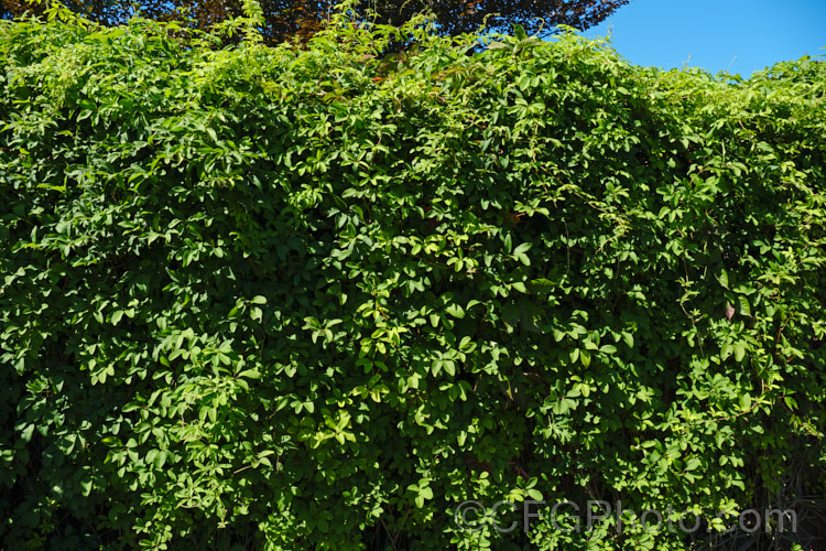 The summer foliage of the Chocolate. Vine (<i>Akebia quinata</i>), a near-evergreen, spring-flowering climber from China and Japan. The larger female flowers, which are vanilla-scented, are followed by purplish fruits. akebia-2273htm'>Akebia. <a href='lardizabalaceae-plant-family-photoshtml'>Lardizabalaceae</a>.