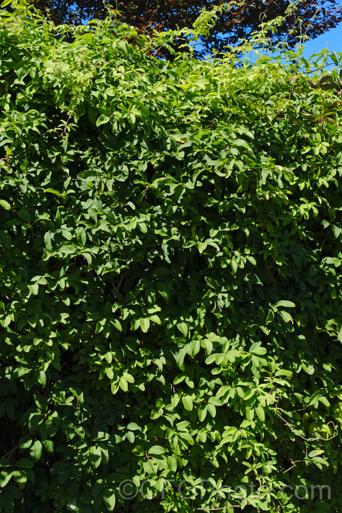 The summer foliage of the Chocolate. Vine (<i>Akebia quinata</i>), a near-evergreen, spring-flowering climber from China and Japan. The larger female flowers, which are vanilla-scented, are followed by purplish fruits. akebia-2273htm'>Akebia. <a href='lardizabalaceae-plant-family-photoshtml'>Lardizabalaceae</a>.