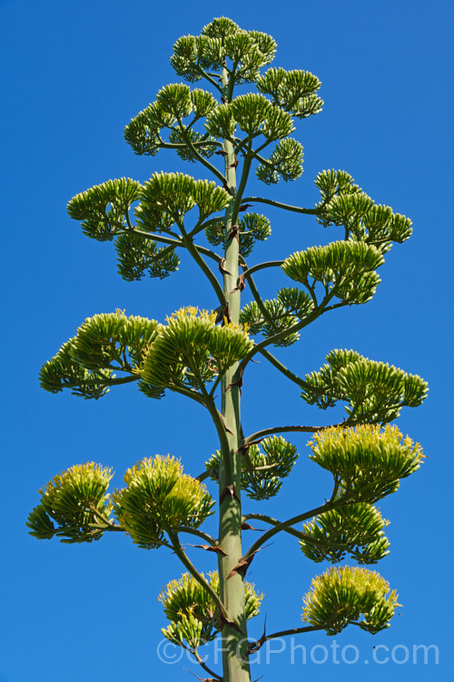 Part of the flowerhead of the Century Plant (<i>Agave americana</i>), a large monocarpic succulent native to eastern Mexico. The thick fleshy leaves are edged with fierce teeth and the flower spike can grow to over 6m tall Although given the name Century Plant because it was thought to flower once in a hundred years, the rosettes actually take around 8-15 years to mature to flowering size, after which they die, to be replaced by suckers. Order: Asparagales, Family: Asparagaceae