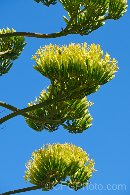 Part of the flowerhead of the Century Plant (<i>Agave americana</i>), a large monocarpic succulent native to eastern Mexico. The thick fleshy leaves are edged with fierce teeth and the flower spike can grow to over 6m tall Although given the name Century Plant because it was thought to flower once in a hundred years, the rosettes actually take around 8-15 years to mature to flowering size, after which they die, to be replaced by suckers. Order: Asparagales, Family: Asparagaceae