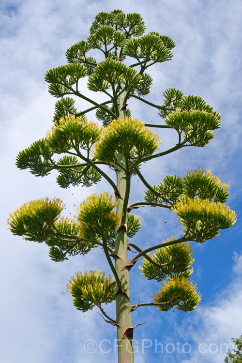 Part of the flowerhead of the Century Plant (<i>Agave americana</i>), a large monocarpic succulent native to eastern Mexico. The thick fleshy leaves are edged with fierce teeth and the flower spike can grow to over 6m tall Although given the name Century Plant because it was thought to flower once in a hundred years, the rosettes actually take around 8-15 years to mature to flowering size, after which they die, to be replaced by suckers. Order: Asparagales, Family: Asparagaceae