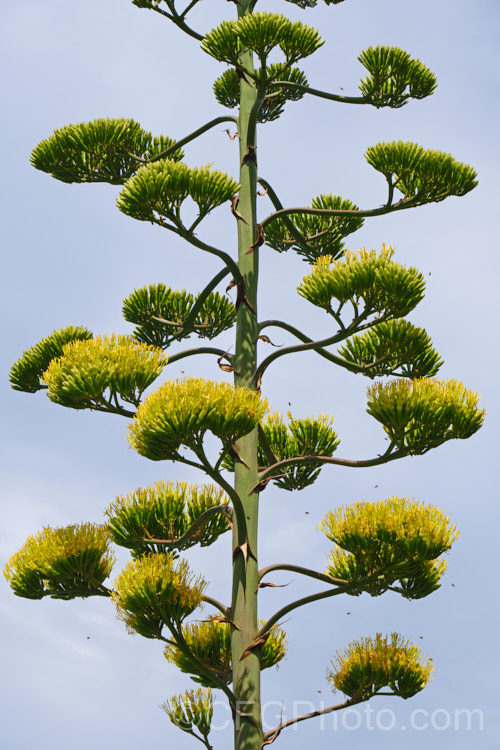 Part of the flowerhead of the Century Plant (<i>Agave americana</i>), a large monocarpic succulent native to eastern Mexico. The thick fleshy leaves are edged with fierce teeth and the flower spike can grow to over 6m tall Although given the name Century Plant because it was thought to flower once in a hundred years, the rosettes actually take around 8-15 years to mature to flowering size, after which they die, to be replaced by suckers. Order: Asparagales, Family: Asparagaceae