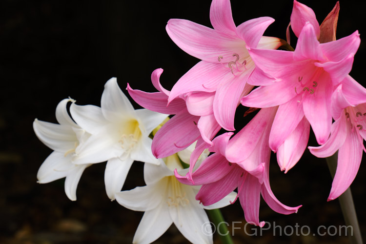 Belladonna Lily or Naked Ladies (<i>Amaryllis belladonna</i>) and its white-flowered cultivar, 'Alba'. This autumn-flowering bulb is native to South Africa. The flowers, which are on stems up to 1m tall, appear before the foliage develops. Order: Asparagales, Family: Amaryllidaceae