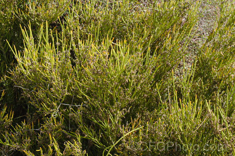 Desert Broom (<i>Carmichaelia petriei</i>), a leafless, summer-blooming shrub that occurs naturally in cold, dry inland areas of New Zealand's South Island from Lake. Pukaki to central Otago and Southland. Its clusters of small, purple and cream flowers. The stems are usually yellow green and under ideal conditions, small bright green leaves may appear briefly. Order: Fabales, Family: Fabaceae