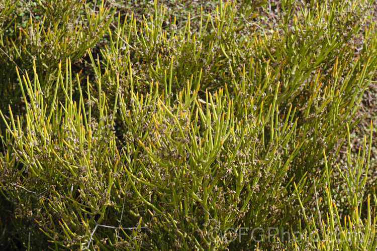 Desert Broom (<i>Carmichaelia petriei</i>), a leafless, summer-blooming shrub that occurs naturally in cold, dry inland areas of New Zealand's South Island from Lake. Pukaki to central Otago and Southland. Its clusters of small, purple and cream flowers. The stems are usually yellow green and under ideal conditions, small bright green leaves may appear briefly. Order: Fabales, Family: Fabaceae