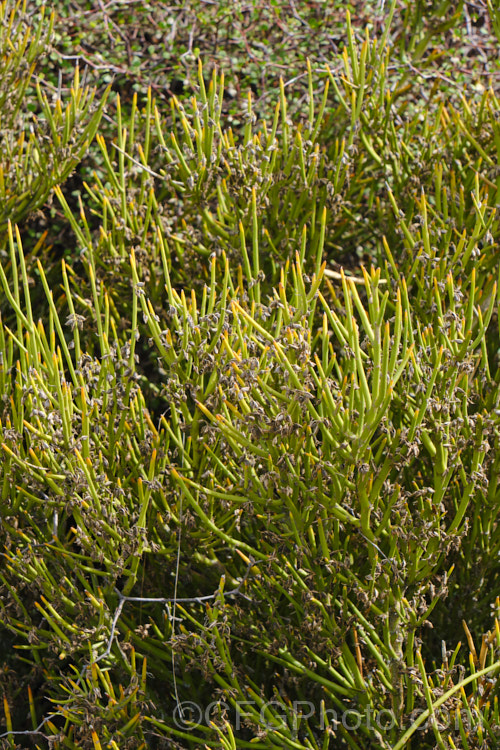 Desert Broom (<i>Carmichaelia petriei</i>), a leafless, summer-blooming shrub that occurs naturally in cold, dry inland areas of New Zealand's South Island from Lake. Pukaki to central Otago and Southland. Its clusters of small, purple and cream flowers. The stems are usually yellow green and under ideal conditions, small bright green leaves may appear briefly. Order: Fabales, Family: Fabaceae