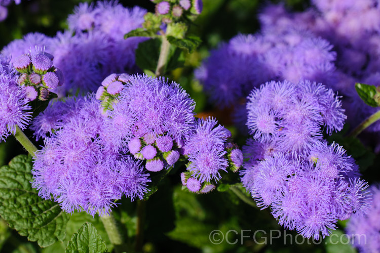 <i>Ageratum houstonianum</i> 'Aloha Blue', a popular compact, long-flowering F1 hybrid of this summer-flowering annual that originated in Central America and the West Indies 'Aloha Blue' grows to around 40cm high and wide. Order: Asterales, Family: Asteraceae