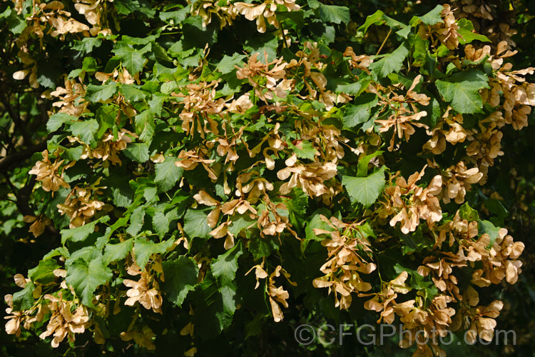 Tatarian Maple (<i>Acer tataricum</i>) with mature samara. This small deciduous tree is found over much of the temperate area of the Northern Hemisphere except western Europe. Order: Sapindales, Family: Sapindaceae