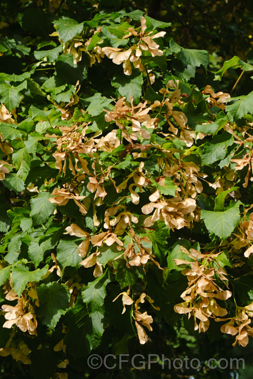 Tatarian Maple (<i>Acer tataricum</i>) with mature samara. This small deciduous tree is found over much of the temperate area of the Northern Hemisphere except western Europe. Order: Sapindales, Family: Sapindaceae