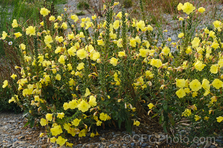 Sundrops (<i>Oenothera fruticosa [syn. Oenothera tetragona]), a biennial to perennial species of evening primrose native to eastern North America. It is a cultivated species, particularly the selected cultivars, and also a weed, as it has naturalised in many areas, especially in gravelly soils, such as the riverbeds of the eastern South Island of New Zealand, where this image was taken. oenothera-3186htm'>Oenothera. <a href='onagraceae-plant-family-photoshtml'>Onagraceae</a>.