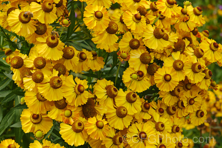 Helenium 'Zimbelstern' ('Cymbal Star'), one of several fancy-flowered garden forms that are probable hybrids of Helenium autumnale, Helenium nudiflorum and Helenium bigelovii, all of which are autumn-flowering perennials native to North America. Order: Asterales, Family: Asteraceae