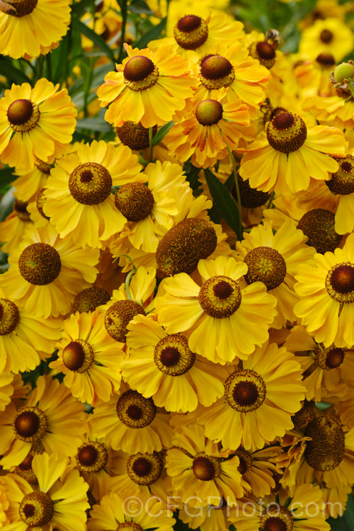 Helenium 'Zimbelstern' ('Cymbal Star'), one of several fancy-flowered garden forms that are probable hybrids of Helenium autumnale, Helenium nudiflorum and Helenium bigelovii, all of which are autumn-flowering perennials native to North America. Order: Asterales, Family: Asteraceae