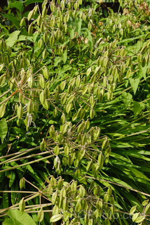 The near-mature seedheads of <i>Agapanthus praecox</i> with seed ready to fall. This fleshy-rooted, summer-flowering perennial is native to southern Africa. It has flower stems up to 1.2m tall and soon forms a large foliage clump. The leaves are evergreen and up to 70cm long. Order: Asparagales, Family: Amaryllidaceae