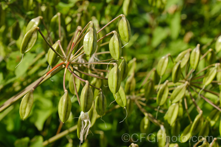 The near-mature seedheads of <i>Agapanthus praecox</i> with seed ready to fall. This fleshy-rooted, summer-flowering perennial is native to southern Africa. It has flower stems up to 1.2m tall and soon forms a large foliage clump. The leaves are evergreen and up to 70cm long. Order: Asparagales, Family: Amaryllidaceae