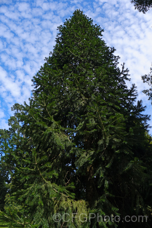 <i>Abies kawakamii</i>, a species of fir that is endemic to Taiwan, where it occurs at elevations of 2400-3800m. It is an evergreen coniferous tree that grows to as much as 35m tall. It was first described botanically in 1908. It has small purplish-blue cones. Order: Pinales, Family: Pinaceae