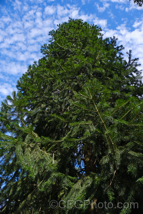 <i>Abies kawakamii</i>, a species of fir that is endemic to Taiwan, where it occurs at elevations of 2400-3800m. It is an evergreen coniferous tree that grows to as much as 35m tall. It was first described botanically in 1908. It has small purplish-blue cones. Order: Pinales, Family: Pinaceae