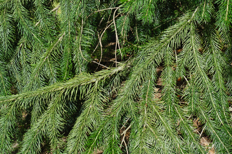 <i>Abies kawakamii</i>, a species of fir that is endemic to Taiwan, where it occurs at elevations of 2400-3800m. It is an evergreen coniferous tree that grows to as much as 35m tall. It was first described botanically in 1908. It has small purplish-blue cones. Order: Pinales, Family: Pinaceae