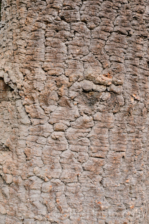 The bark of the Monkey Puzzle (<i>Araucaria araucana</i>), a 30-40m tall coniferous tree native to central Chile and northern Patagonia. It has stiff, sharply pointed triangular leaves and huge cones. Order: Pinales, Family: Araucariaceae