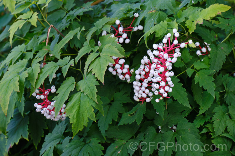 White Baneberry, White Cohosh or White Doll's Eyes (<i>Actaea pachypoda</i> [syn. <i>Actaea alba</i>]), a summer-flowering perennial native to eastern and midwestern North America. It has spikes of white flowers but is cultivated for its distinctive red-stemmed white berries. It grows to around 50cm high x 90cm wide. Order: Ranunculales, Family: Ranunculaceae