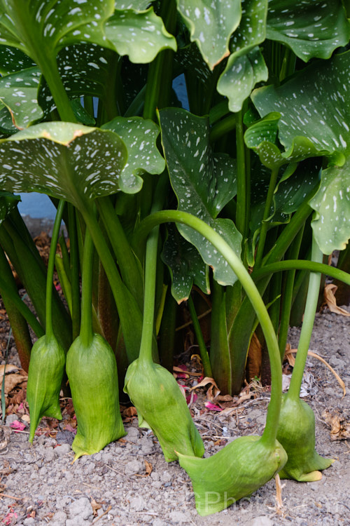 The drooping fruiting heads of the White-spotted. Calla. Lily (<i>Zantedeschia albomaculata</i>), a summer-flowering rhizomatous perennial native to southern Africa. It is one of the parents of the fancy-flowered hybrid callas often grown as cut flowers. It has cream-spathed flowerheads on stems up to 90cm tall When mature, the fruiting heads droop under their own weight, and as the plant dies back in autumn they are left on the ground, with seeds ready to germinate.