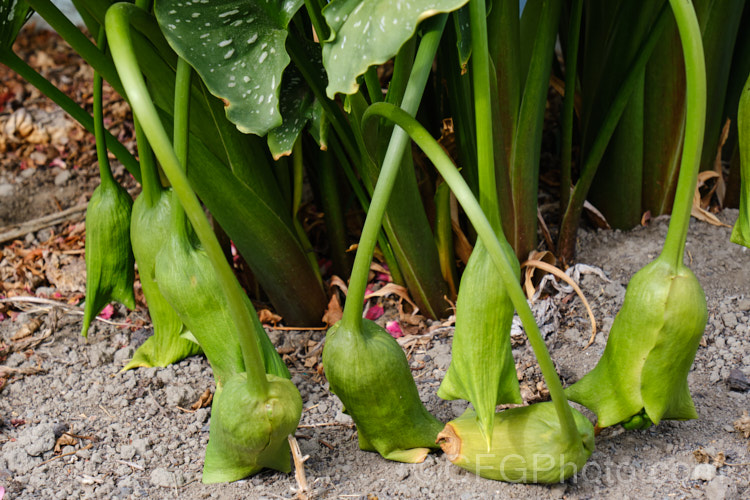 The drooping fruiting heads of the White-spotted. Calla. Lily (<i>Zantedeschia albomaculata</i>), a summer-flowering rhizomatous perennial native to southern Africa. It is one of the parents of the fancy-flowered hybrid callas often grown as cut flowers. It has cream-spathed flowerheads on stems up to 90cm tall When mature, the fruiting heads droop under their own weight, and as the plant dies back in autumn they are left on the ground, with seeds ready to germinate.