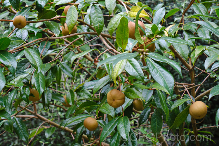 <i>Camellia saluenensis</i>, a species from western China that has been extensively used in hybridising. It develops into a large shrub or small tree up to 5m tall and flowers from late autumn. Order: Ericales, Family: Theaceae