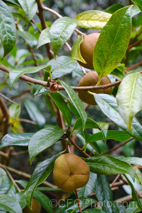 <i>Camellia saluenensis</i>, a species from western China that has been extensively used in hybridising. It develops into a large shrub or small tree up to 5m tall and flowers from late autumn. Order: Ericales, Family: Theaceae