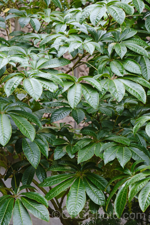 The foliage of Pate, Patete or Seven. Finger (<i>Schefflera digitata</i>), an evergreen shrub or small tree up to 8m tall It occurs in forest areas of all the main islands of New Zealand, preferring a near-frost-free climate. Its sprays of small green flowers are followed by purple-pink-tinted fruits. schefflera-2489htm'>Schefflera. Order: Apiales, Family: Araliaceae