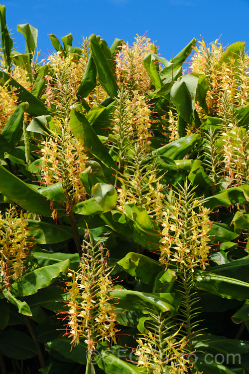 Ginger Lily or Kahili Ginger (<i>Hedychium gardnerianum</i>), a vigorous, 15-2m tall, rhizomatous, summer-flowering perennial from northern India and the Himalayas. It is near evergreen in mild climates and can be invasive. The flowers are pleasantly scented. Order: Zingiberales, Family: Zingiberaceae