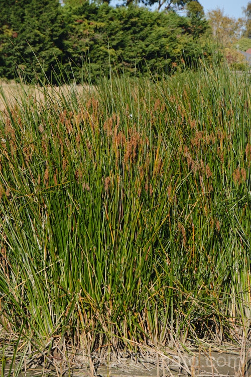 Pale. Rush (<i>Juncus pallidus</i>) with ripe seedheads. This 70-200cm high rush is found in southeastern Australia and New Zealand Its flowerheads appear in spring and can be over 15cm long. It usually occurs in damp areas and will tolerate somewhat saline soil. juncus-3466htm'>Juncus.