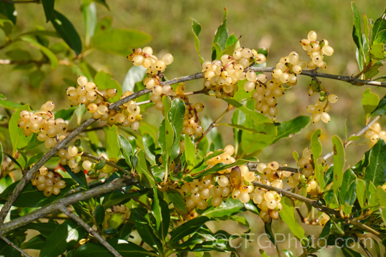 A hybrid coprosma with fruit. Coprosma is a Pacific genus with many of the cultivated species being native to New Zealand. The common and rather weed-like Coprosma robusta will often hybridise with others in gardens to produce plants such as this, which shows some of the foliage characteristics of Coprosma robusta but with translucent gold berries instead of its typical orange to red. Order: Gentianales, Family: Rubiaceae