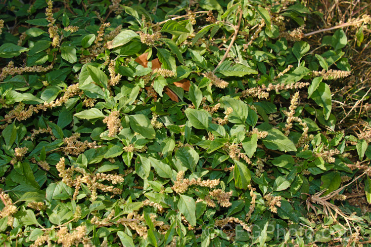 Argentina. Amaranth, Prostrate Amaranth or Perennial. Pigweed (<i>Amaranthus deflexus</i>), a low, spreading perennial that has become a weed in many areas. Originally native to warm temperate and subtropical South America, it has become widely established and has a high natural resistance to herbicides. Order: Caryophyllales, Family: Amaranthaceae