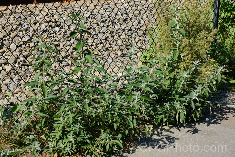 Butterfly. Bush (<i>Buddleja davidii</i>) growing as a weed alongside a rail line. While this 3-4m tall deciduous summer-flowering shrub native to China and Japan has produced many popular garden cultivars and hybrids, it self-sows freely and can be invasive. buddleja-2053htm'>Buddleja. <a href='scrophulariaceae-plant-family-photoshtml'>Scrophulariaceae</a>.