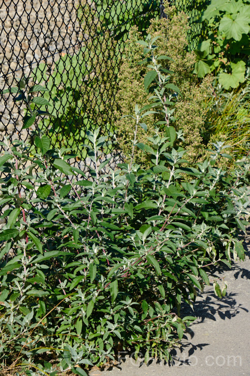 Butterfly. Bush (<i>Buddleja davidii</i>) growing as a weed alongside a rail line. While this 3-4m tall deciduous summer-flowering shrub native to China and Japan has produced many popular garden cultivars and hybrids, it self-sows freely and can be invasive. buddleja-2053htm'>Buddleja. <a href='scrophulariaceae-plant-family-photoshtml'>Scrophulariaceae</a>.