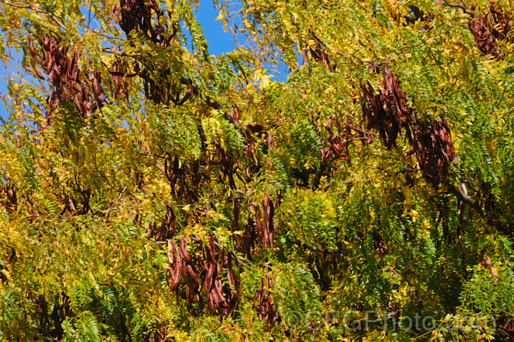 Gleditsia triacanthos var. inermis, a largely unarmed natural variety of the Honey. Locust, a usually fiercely thorny, deciduous, leguminous tree from central and eastern North America. It has lush deep green foliage that eventually turns yellow before falling in autumn. The tiny flowers develop into large red-brown seed pods that contain an edible pulp and which are sometimes used as stock feed. gleditsia-2289htm'>Gleditsia.