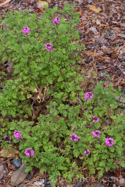 Rose Verbena or Rose Mock Vervain (<i>Glandularia canadensis</i>), a spring- to late summer-flowering perennial native to the eastern and south-central United States. Its is drought tolerant and will naturalise in suitable climates. glandularia-2401htm'>Glandularia. .