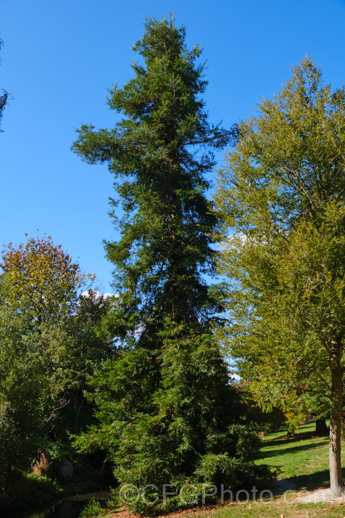 California. Redwood or Coast. Redwood (<i>Sequoia sempervirens</i>), generally regarded as the world's tallest tree, this conifer from the western United States can grow to over 100m tall sequoia-2494htm'>Sequoia. Order: Pinales, Family: Cupressaceae