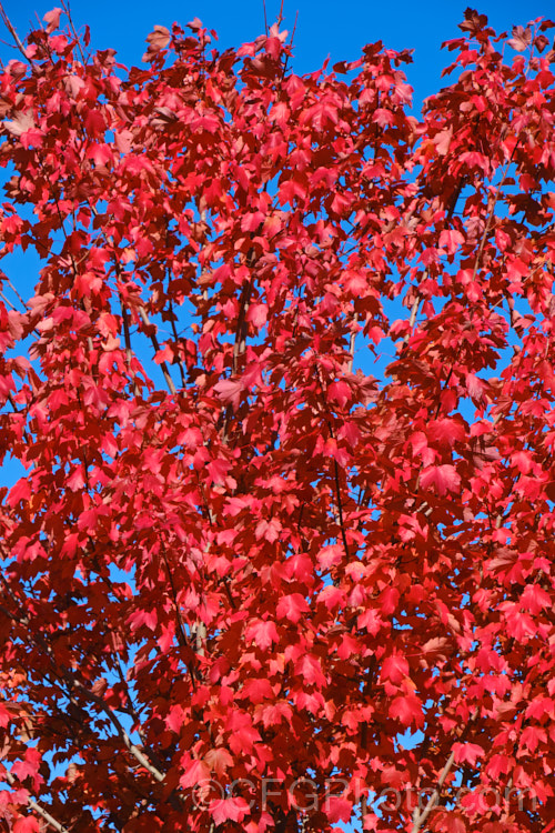 <i>Acer rubrum</i> 'October Glory', a cultivar of the Canadian, Red, Scarlet or Swamp Maple of eastern and central North America. It is notable for its vivid red autumn foliage colours. Known as 'Autumn Glory' in the Southern Hemisphere. Order: Sapindales, Family: Sapindaceae