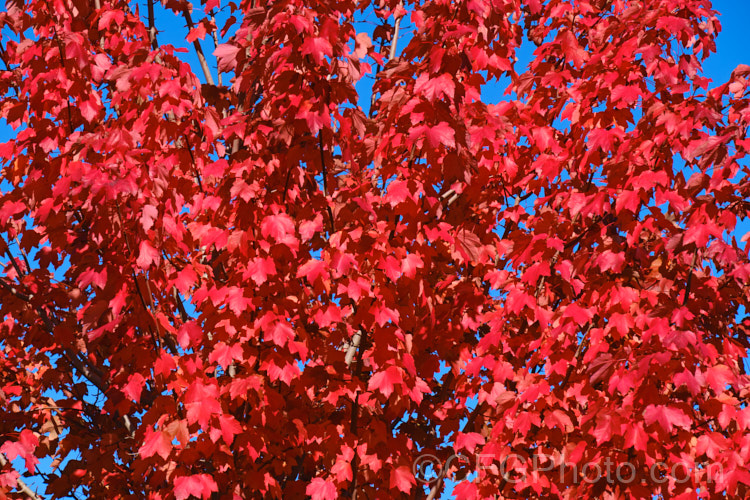 <i>Acer rubrum</i> 'October Glory', a cultivar of the Canadian, Red, Scarlet or Swamp Maple of eastern and central North America. It is notable for its vivid red autumn foliage colours. Known as 'Autumn Glory' in the Southern Hemisphere. Order: Sapindales, Family: Sapindaceae