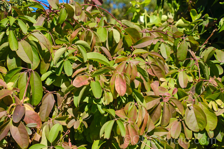 Chocolate. Vine (<i>Akebia quinata</i>) in autumn. This near-evergreen, spring-flowering climber is native to China and Japan. The larger female flowers, which are vanilla-scented, are followed by purplish fruits. akebia-2273htm'>Akebia. <a href='lardizabalaceae-plant-family-photoshtml'>Lardizabalaceae</a>.